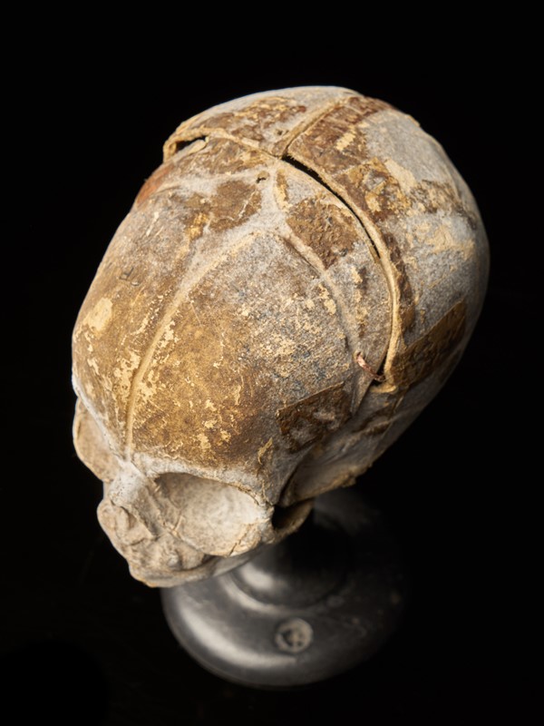 19th Century Papier-Mâché Fetal Skull-collectit-by-spectandum-001675-10-2mb-main-637374834504257867.jpg