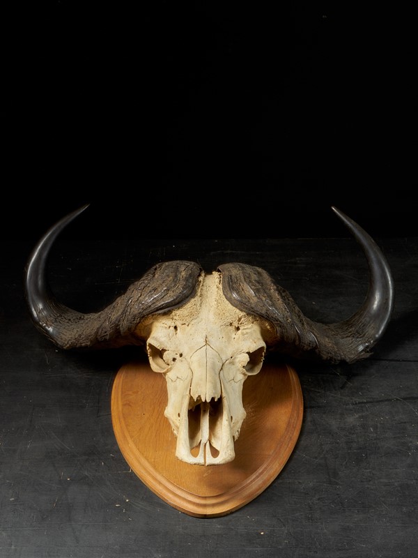 African Cape Buffalo Skull with horns-collectit-by-spectandum-001884-01-2mb-main-637620214846851161.jpg