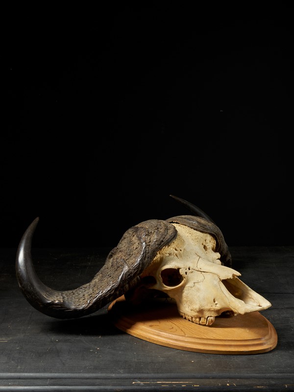 African Cape Buffalo Skull with horns-collectit-by-spectandum-001884-02-2mb-main-637620216599030055.jpg