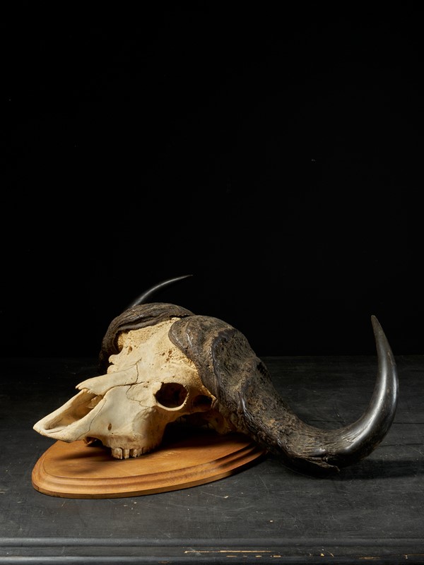 African Cape Buffalo Skull with horns-collectit-by-spectandum-001884-03-2mb-main-637620216612467602.jpg