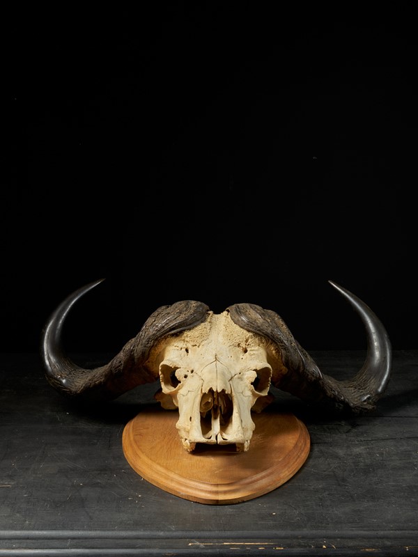 African Cape Buffalo Skull with horns-collectit-by-spectandum-001884-04-2mb-main-637620216625280081.jpg