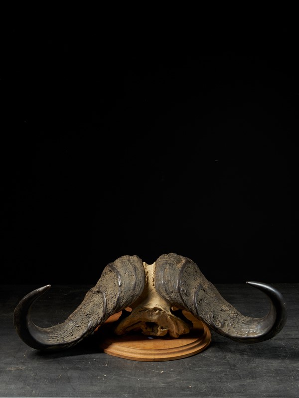 African Cape Buffalo Skull with horns-collectit-by-spectandum-001884-05-2mb-main-637620216638873248.jpg