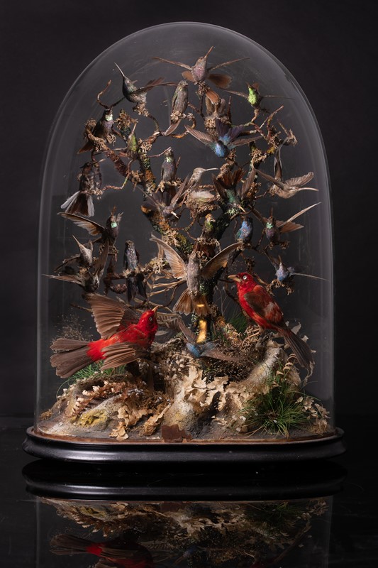 19th C Glass Dome with Exotic birds-collectit-by-spectandum-001943-07-main-637596341283773199.jpg