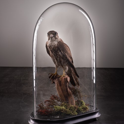 Victorian Diorama of Merlin (Falco columbarius)