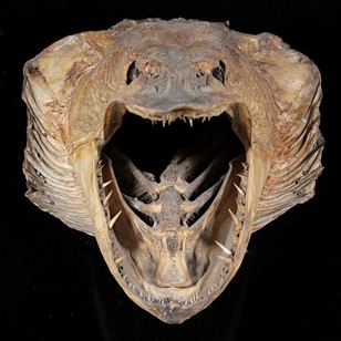 Large Mounted Head of a Pike.