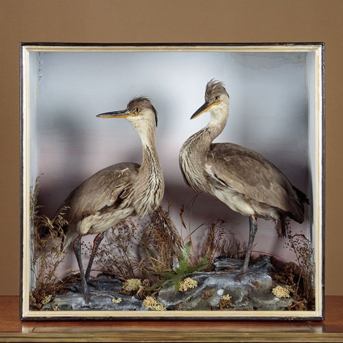 Cased Taxidermy Herons By John Shaw C.1870