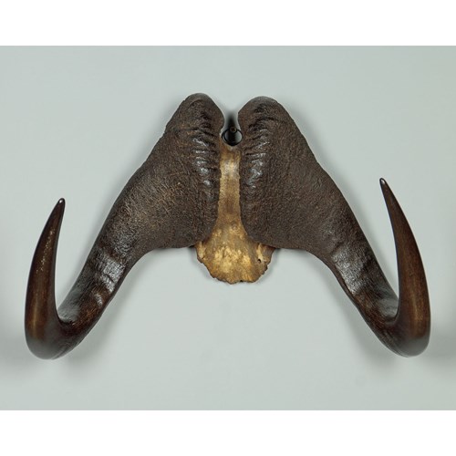 Buffalo Horns C.1900