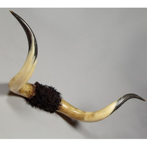 Mounted Highland Cattle Horns C.1910