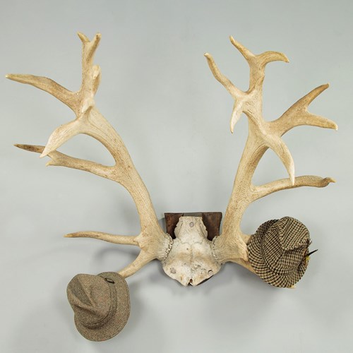 Large Set Of Mounted Stag's Antlers C.1950