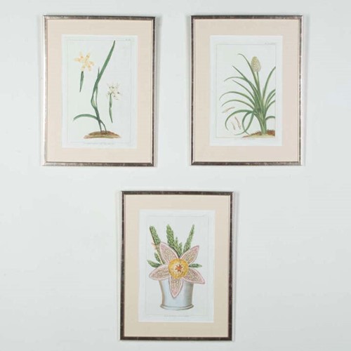 Three 18Th Century Botanical Engravings By Pierre Josef Buchoz
