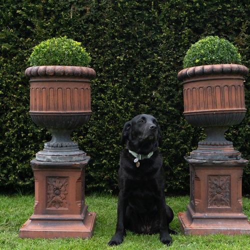 Pair Of Antique Terracotta Urns On Plinths