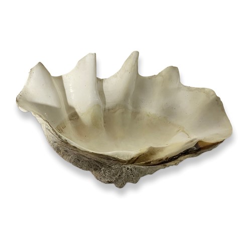 19Th Century Clam Shell