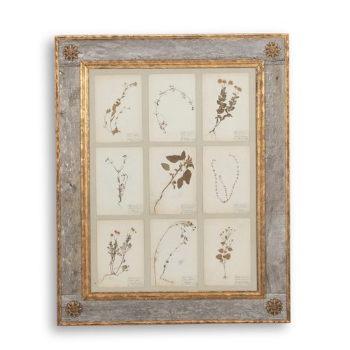 Collection Of Nine 20Th Century Framed Herbarium Studies