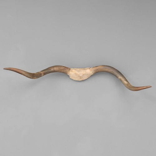 Wall Mounted Horns