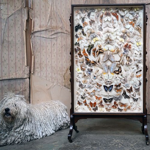 Victorian Taxidermy Butterfly-Mounted Cheval Fire Screen C.1880; Ex Pitt Rivers
