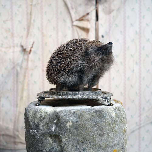 Doe & Hope X Hannah Matthews; Act VI; The Small Observer; Unique