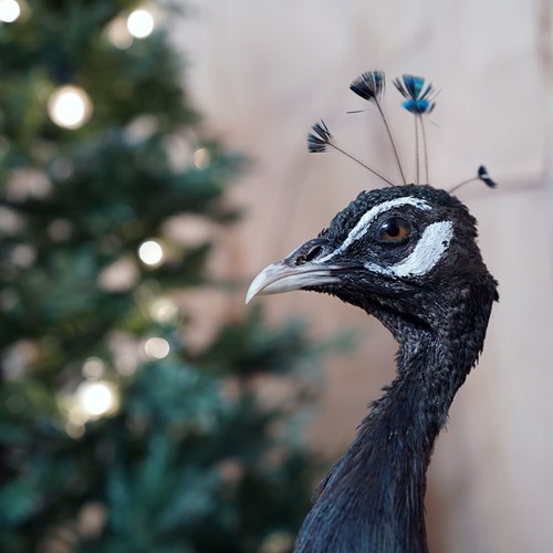 Doe & Hope X Hannah Matthews; Act VII; Unique