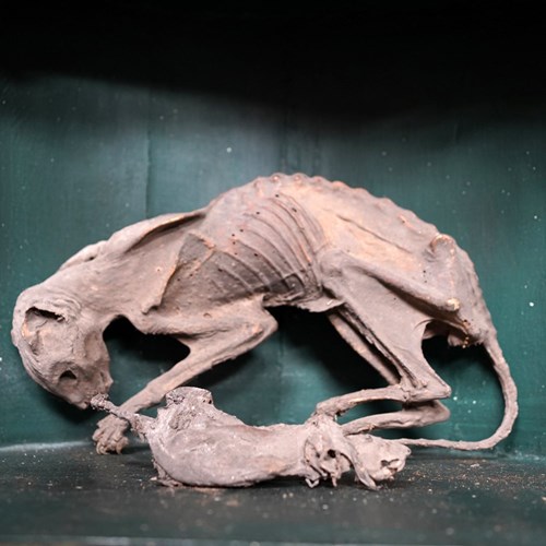 Two Scarce Folk Magic Specimens Of A Mummified Cat & Mouse C.1750 4 Henrietta St