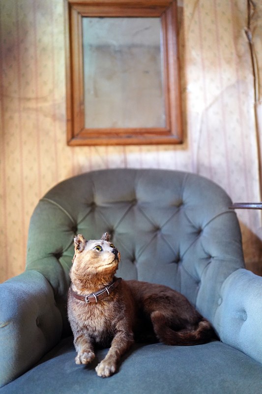Early 20Thc Taxidermy Domestic Cat-doe-and-hope-taxidermydomesticcat2-main-638143149772455348.jpg