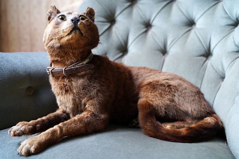 Early 20Thc Taxidermy Domestic Cat-doe-and-hope-taxidermydomesticcat3-main-638143149780736085.jpg