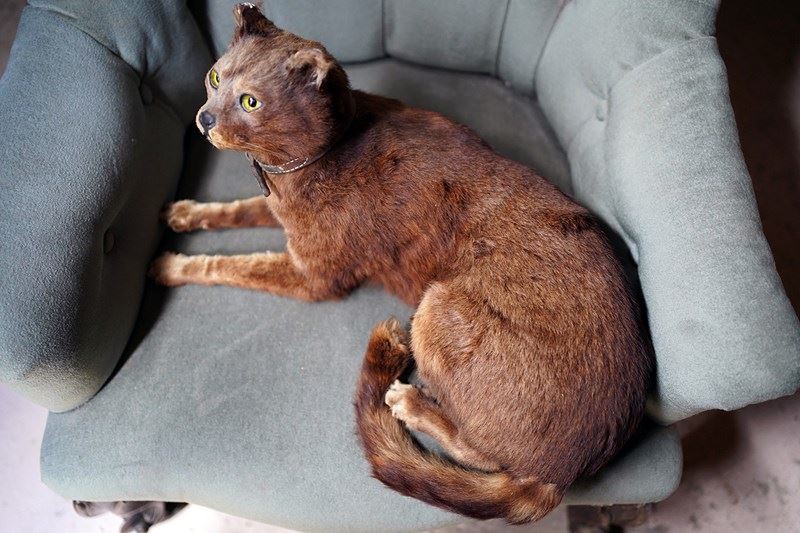 Early 20Thc Taxidermy Domestic Cat-doe-and-hope-taxidermydomesticcat4-main-638143149789330032.jpg