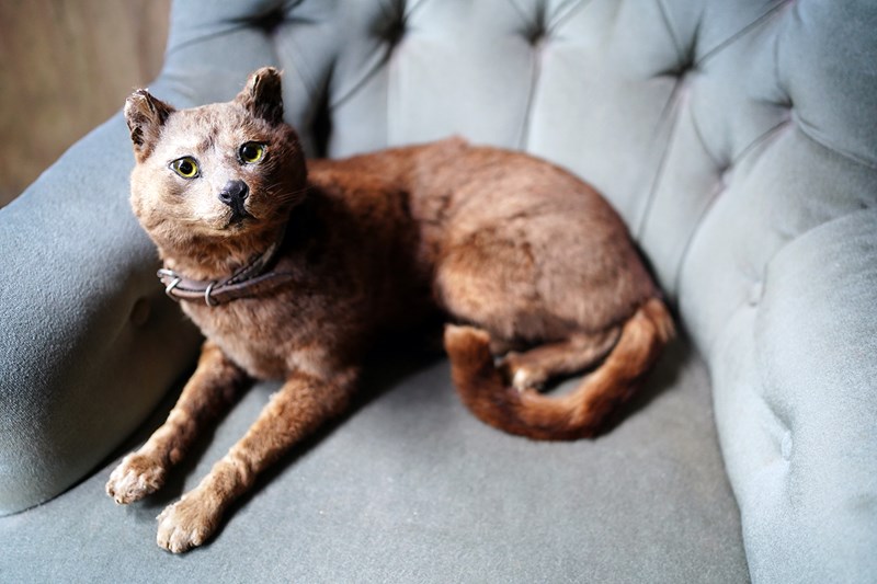 Early 20Thc Taxidermy Domestic Cat-doe-and-hope-taxidermydomesticcat6-main-638143151000738198.jpg