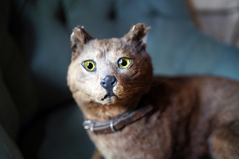 Early 20Thc Taxidermy Domestic Cat-doe-and-hope-taxidermydomesticcat7-main-638143151009018916.jpg