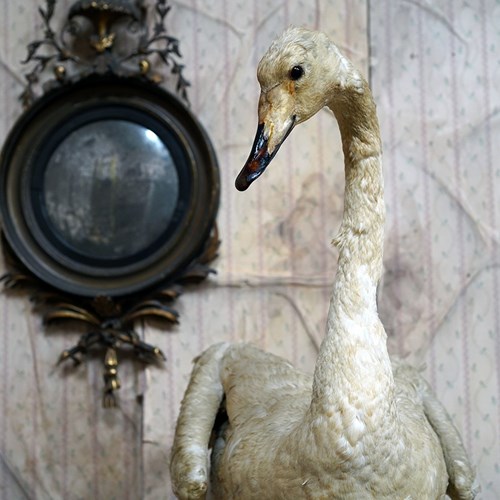 Large Mature 19Thc French Taxidermy Whooper Swan C.1891
