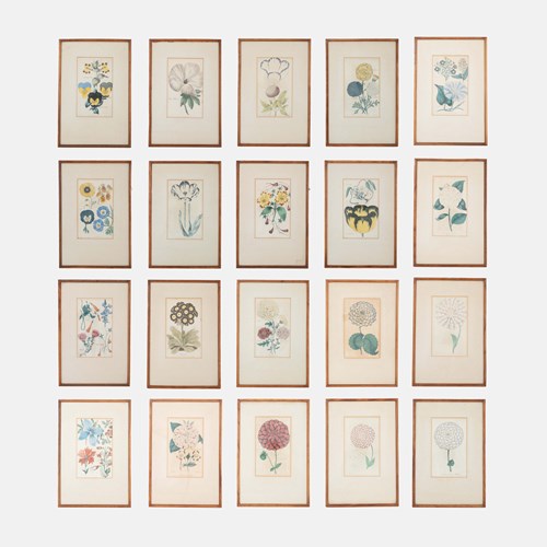 Early Victorian Botanical Engravings