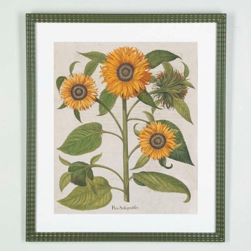 17Th Century Hand Coloured Engraving Of Sunflowers By Basilius Besler