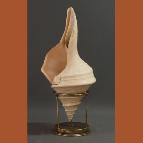 Shell On Stand Decoration