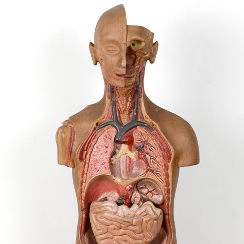 1940's anatomy mannequin / dummy