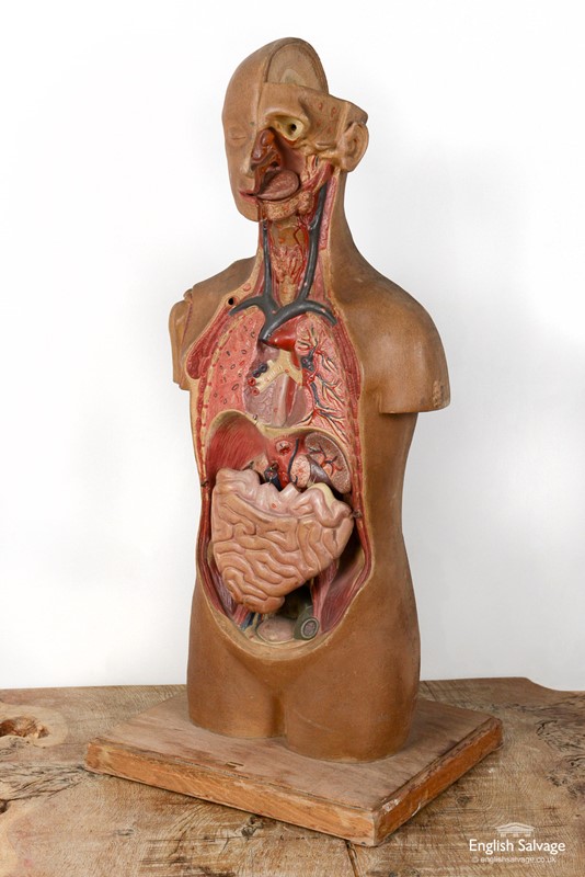 1940's anatomy mannequin / dummy-english-salvage-b1026-3-main-637774979048491922.jpg