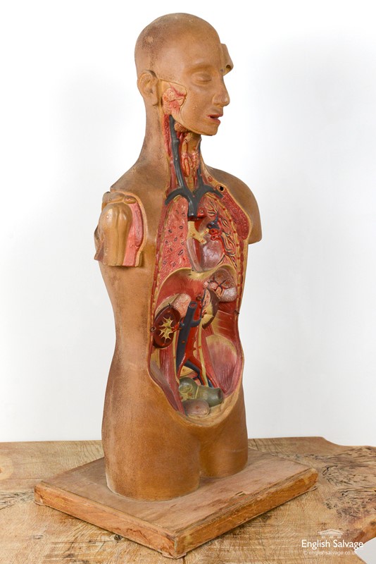 1940's anatomy mannequin / dummy-english-salvage-b1026-7-main-637774979065991244.jpg