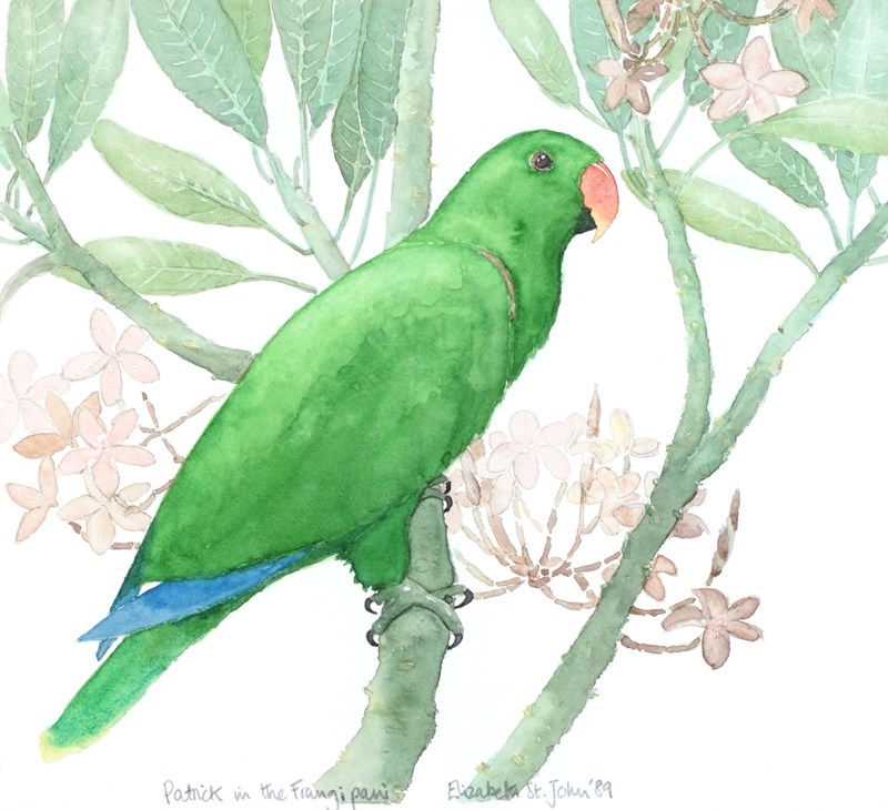 Male Eclectus Parrot Watercolour By Elizabeth Stjohn-epilogue-one-antiques-pic1-2-main-638081012655944304.jpg