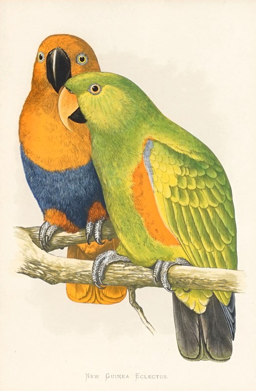 Eclectus Parrot Woodblock, 1884-epilogue-one-antiques-pic5-2-main-638080908765783100.jpg
