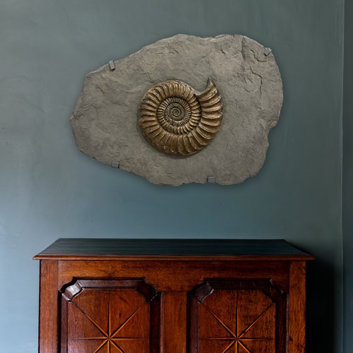Fossilised Ammonite Plate In Matrix