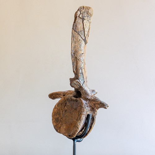 Fossilised Edmontosaurus Dinosaur Vertebrae