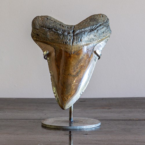 Fossilised Megalodon Shark Tooth