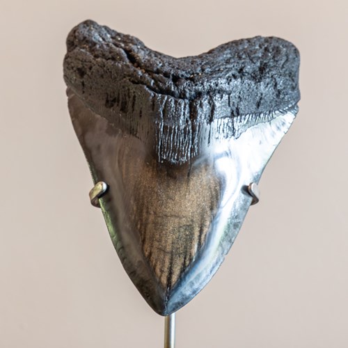Fossilised Megalodon Shark Tooth