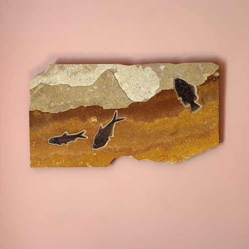 Fossilised Fish Plate
