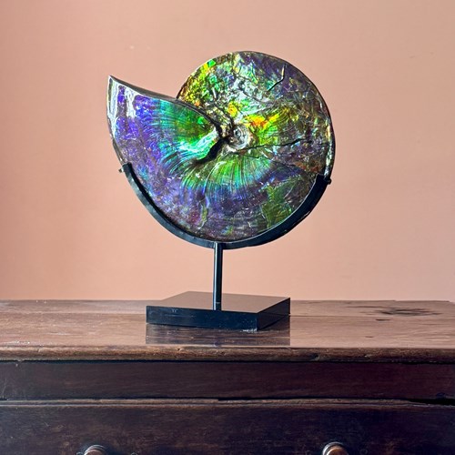 Iridescent Ammonite Fossil With Rare Ultramarine Blue