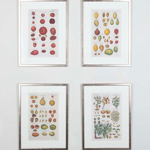 Four 18Th Century Seed Engravings