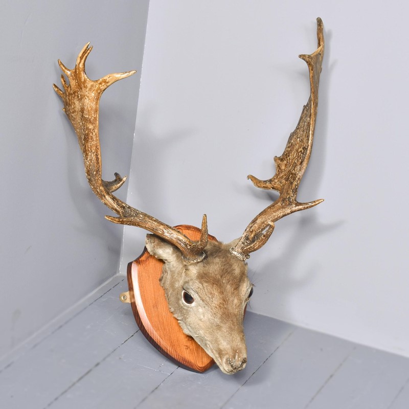 Taxidermist Mounted Red Deer Head-georgian-antiques-1-main-637678176981045860.jpg