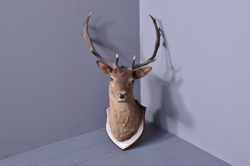 A Mounted Red Deer Head. -georgian-antiques-2-main-637684168767652786.jfif
