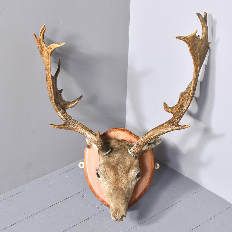 Taxidermist Mounted Red Deer Head-georgian-antiques-3-main-637678177133388946.jpg