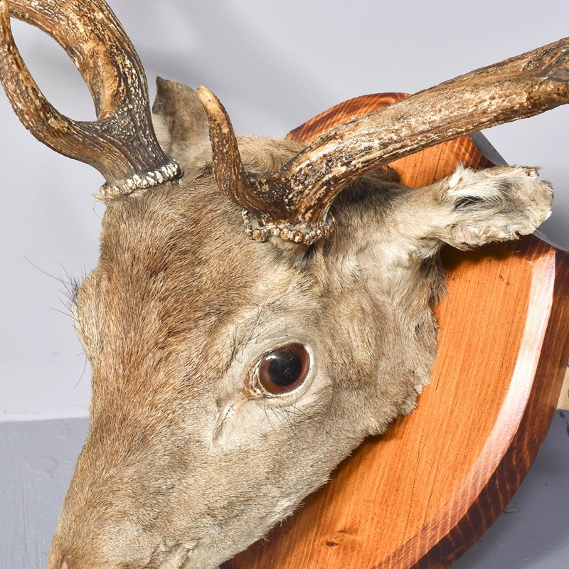 Taxidermist Mounted Red Deer Head-georgian-antiques-4-main-637678177149326644.jpg