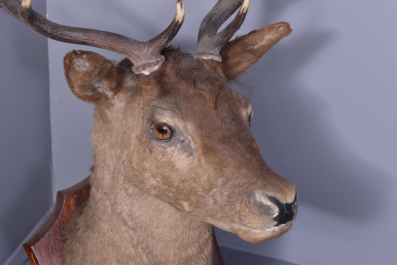 A Mounted Red Deer Head. -georgian-antiques-4-main-637684168937964510.jfif