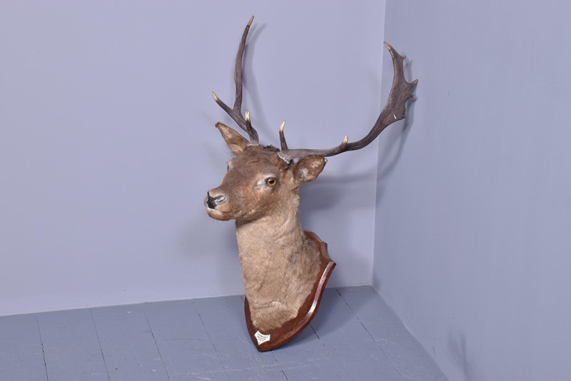 A Mounted Red Deer Head. -georgian-antiques-5-main-637684168998589127.jfif