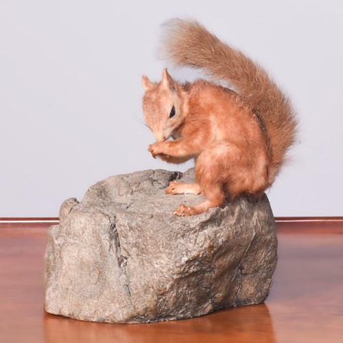 Victorian Taxidermy Red Squirrel On A Faux Stone Base